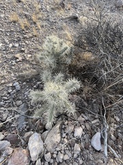Cylindropuntia bigelovii
