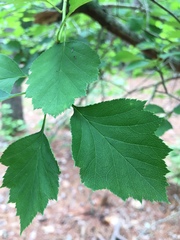Crataegus marshallii