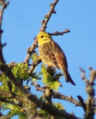 Emberiza citrinella