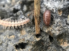 Trichoniscus pusillus