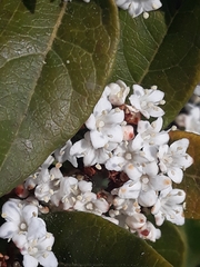 Viburnum tinus