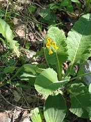 Primula veris