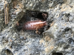 Trichoniscus pusillus