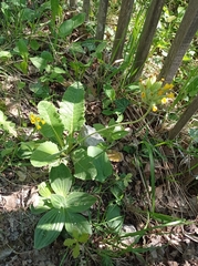 Primula veris