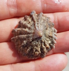 Crucibulum scutellatum