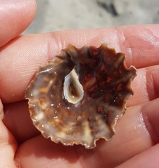 Crucibulum scutellatum