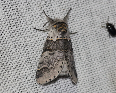 Furcula occidentalis