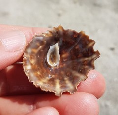 Crucibulum scutellatum