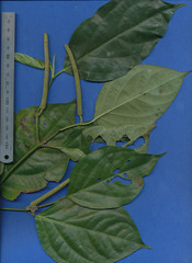 Piper aequale