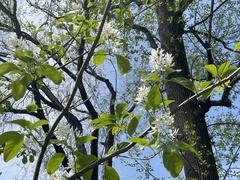 Chionanthus retusus
