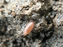 Trichoniscus pusillus