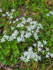 Ornithogalum umbellatum