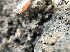 Trichoniscus pusillus