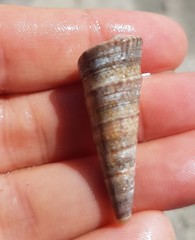 Turritella banksii