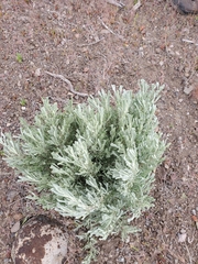Artemisia arbuscula