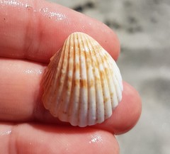 Trachycardium procerum