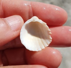 Trachycardium procerum