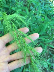 Echinochloa walteri