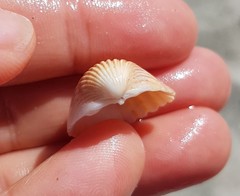 Trachycardium procerum