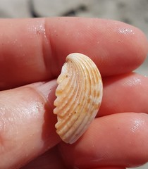 Trachycardium procerum