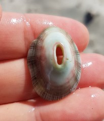 Fissurella virescens