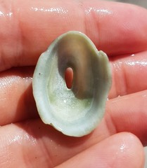 Fissurella virescens