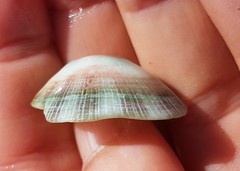 Fissurella virescens