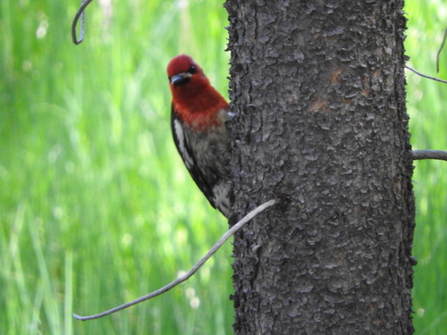 iNaturalist observation photo of Red-breasted Sapsucker
