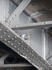 Columba livia domestica