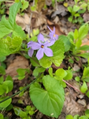 Phlox stolonifera