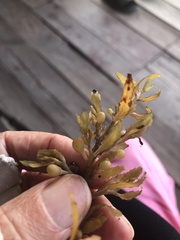 Sargassum filipendula