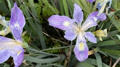 Iris munzii
