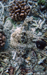 Cymbacephalus beauforti