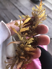 Sargassum filipendula