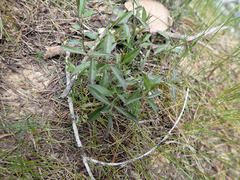 Rhinotropis californica