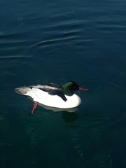 Mergus merganser