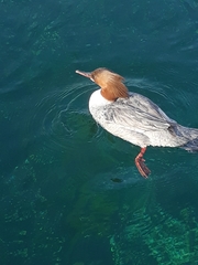 Mergus merganser