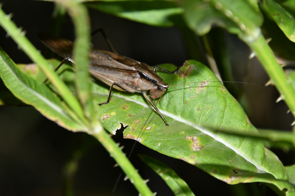 Neoconocephalus major