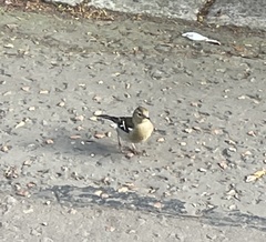 Fringilla coelebs
