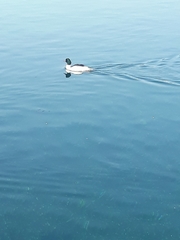 Mergus merganser