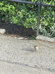 Fringilla coelebs