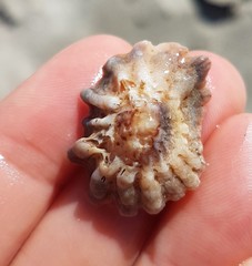 Crucibulum scutellatum