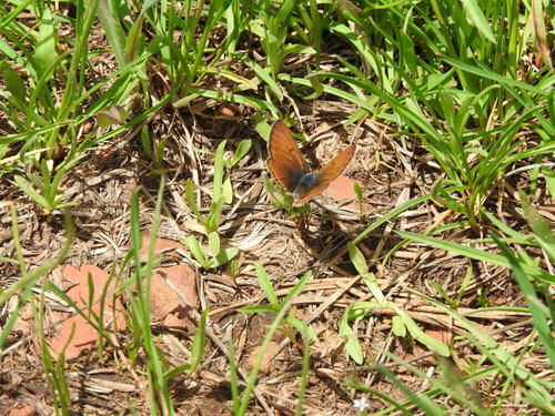iNaturalist observation photo of Coppers