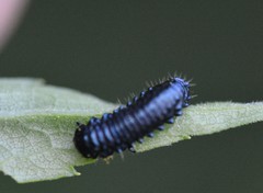 Trirhabda canadensis
