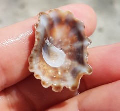Crucibulum scutellatum