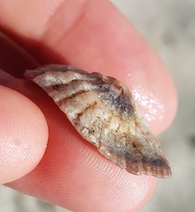 Crucibulum scutellatum