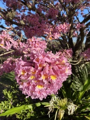 Handroanthus impetiginosus