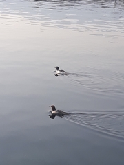 Mergus merganser