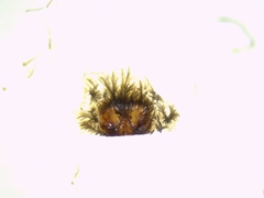 Arctosa personata