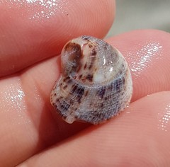 Bostrycapulus aculeatus